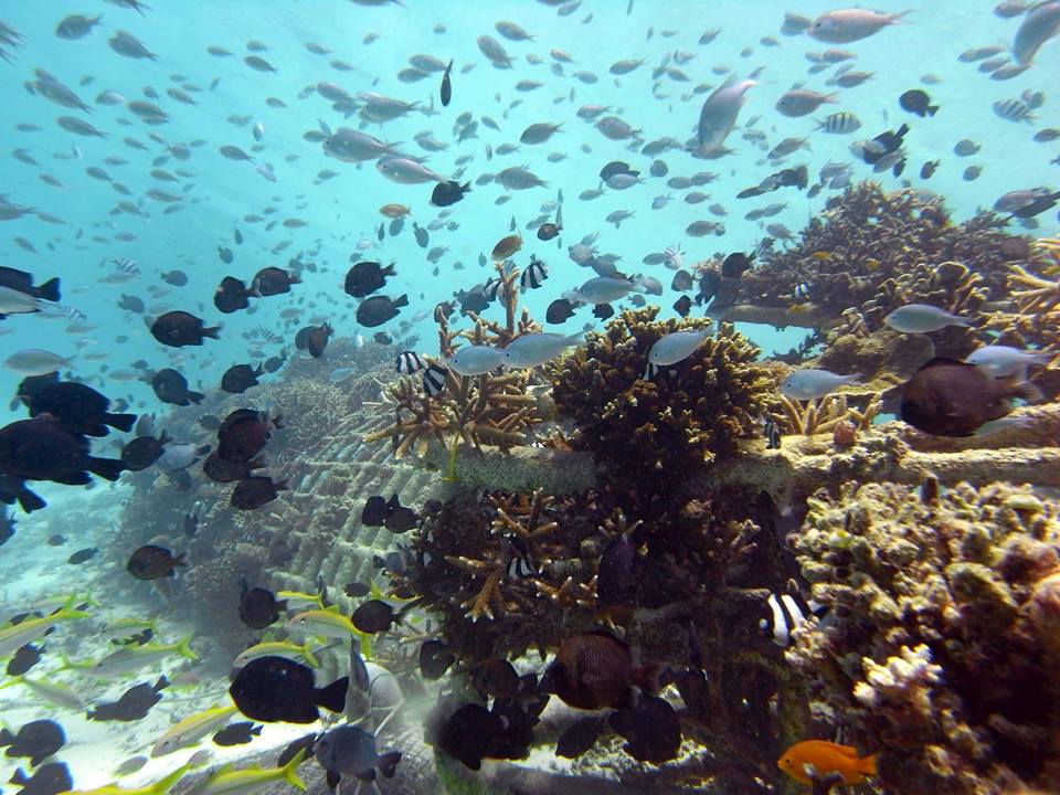 Underwater Haven at the Artificial Reef Park Lombok.